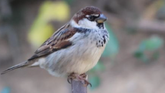 compter-les-oiseaux-la-caloterie-ban-1