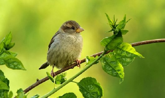 moineau-ban