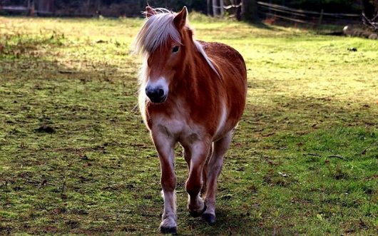 poney-la-ferme-de-mon-enfance